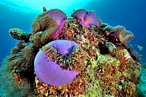 Magnificent sea anemones (Heteractis magnifica) with Maldives anemonefish (Amphiprion nigripes) on a coral reef,  Maldives. Indian ocean.