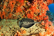 Coral drop off covered with Soft corals (Scleronephthya) and a Blackspotted stingray (Taeniura melanospilos) Maldives. Indian Ocean.