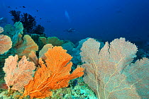 Divers above forest of Giant seafans (Subergorgia mollis) Maldives. Indian Ocean. April 2011.