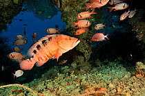 Saddle grouper / Sixspot rockcod (Cephalopholis sexmaculata) with White-edged soldierfish (Myripristis murdjan) in a cave,  Maldives. Indian Ocean.