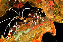 Banded coral shrimp (Stenopus hispidus) Maldives. Indian Ocean.