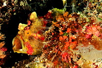 Warty frogfish (Antennarius maculatus) mouth wide open,  Maldives. Indian Ocean.