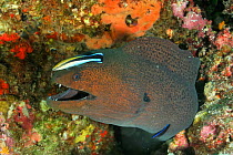 Two Bluestreak cleaner wrasses (Labroides dimidiatus) one a juvenile, cleaning a Giant moray (Gymnothorax javanicus) Maldives. Indian Ocean.