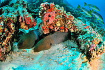 Two Giant morays (Gymnothorax javanicus) coming out of their burrows on coral reef, with Oriental sweetlips (Plectorhinchus orientalis) on background,  Maldives. Indian Ocean.