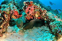 Two Giant morays (Gymnothorax javanicus) coming out of their burrows on coral reef, with Oriental sweetlips (Plectorhinchus orientalis) on background,  Maldives. Indian Ocean.