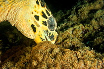 Hawksbill turtle (Eretmochelys imbricata) feeding on Sea anemones, Maldives. Indian Ocean.