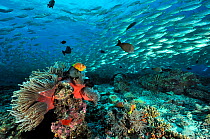 School of Mackerel scads (Decapterus macarellus) swimming over reef with Maldives anemonefish (Amphiprion nigripes) in Magnificent sea anemones (Heteractis magnifica) Maldives. Indian Ocean.