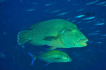 Napoleonfish (Cheilinus undulatus) with Bluefin trevally / jack (Caranx melampygus). The Bluefin jack feeding on smaller fish which are too small to be prey for the Napoleonfish. Maldives. Indian Ocea...