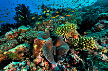 Maldives coral reef with Giant clam (Tridacana sp.) and Jewel fairy basslets (Pseudanthias squamipinnis) Maldives. Indian Ocean.