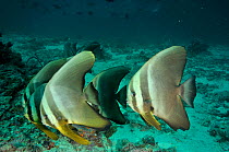 Longfin batfish (Platax teira) at cleaning station, Maldives. Indian Ocean.