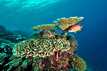 Giant squirrelfish (Sargocentron spiniferum) and Table corals (Acropora ) Maldives. Indian Ocean.