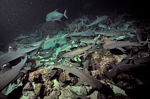 Hunting 'pack' of White tip sharks (Triaenodon obesus) at night, Cocos island, Costa Rica. Pacific ocean.
