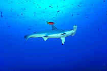 Scalloped hammerhead (Sphyrna lewini) with a Mexican hogfish (Bodianus diplotaenia) which occasionally act as cleaner, Cocos Island , Costa Rica. Pacific Ocean.