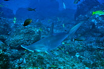 Scalloped hammerhead (Sphyrna lewini) at cleaning station, cleaned by Barberfish / blacknosed butterflyfish (Johnrandallia nigrirostris), Cocos Island , Costa Rica. Pacific Ocean.