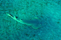 Halavi guitarfish (Rhinobatos halavi) on sea floor,  Egypt. Red Sea.