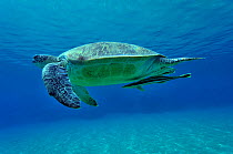 Swimming green turtle (Chelonia mydas) with a remora (Echeneis naucrates) under its body,  Egypt. Red Sea.