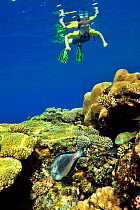 Young boy snorkeling at the surface above a coral reef with hard corals (Acropora  et porites ) and a Sohal / Red Sea surgeonfish (Acanthurus sohal) and a Klunzinger wrasse (Thalassoma klunzigeri) Egy...