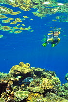 Young boy snorkeling at the surface above a coral reef with hard corals (Acropora  et porites ) and a Sohal / Red Sea surgeonfish (Acanthurus sohal) Egypt. Red Sea. June 2010.
