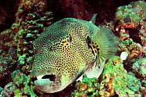 Giant pufferfish (Arothron stellatus), Manado, Indonesia. Sulawesi Sea.