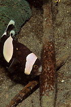 Saddleback anemonefish (Amphiprion polymnus) ventilating its eggs near a Haddon's sea anemone (Stichodactyla haddoni), Manado, Indonesia. Sulawesi Sea.