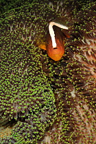 Orange anemonefish (Amphiprion sandaracinos) in a Merten's sea anemone, Manado, Indonesia. Sulawesi Sea.