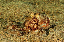 Undeterminate octopus (Octopus ) on sea floor, Manado, Indonesia. Sulawesi Sea.
