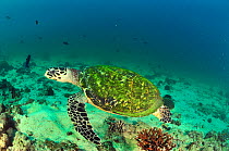 Swimming Hawksbill turtle (Eretmochelys imbricata), Daymaniyat islands, Oman. Gulf of Oman.