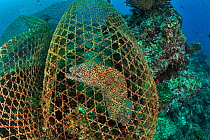 Honeycomb moray (Gymnothorax favagineus) trapped in a fisherman's trap, Daymaniyat islands, Oman. Gulf of Oman.