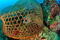 Honeycomb moray (Gymnothorax favagineus) trapped in a fisherman's trap, Daymaniyat islands, Oman. Gulf of Oman.