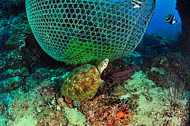Hawksbill turtle (Eretmochelys imbricata) eating the algae on a fisherman's trap, Daymaniyat islands, Oman. Gulf of Oman.