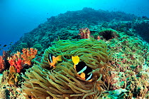 Clark's anemonefish (Amphiprion clarkii) in Magnificent sea anemone, Daymaniyat islands, Oman. Gulf of Oman.