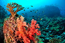 Reef covered with Soft corals (Dendronephthya) and Hard corals (Acropora ) Daymaniyat islands, Oman. Gulf of Oman.
