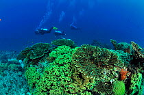 Divers swimming on top of a reef with Mushroom leather coral (Sarcophyton ) and hard corals tables (Acropora ), Daymaniyat islands, Oman. Gulf of Oman. October 2010.