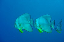 Three longfin batfish (Platax teira) swimming in open water, Daymaniyat islands, Oman. Gulf of Oman.