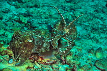 Two Pharaoh cuttlefish (Sepia pharaonis) after mating. The male is on female to protect her from potential rivals till she lays her eggs, Daymaniyat islands, Oman. Gulf of Oman.