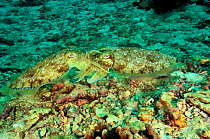 Two Pharaoh cuttlefish (Sepia pharaonis) mating, Daymaniyat islands, Oman. Gulf of Oman.
