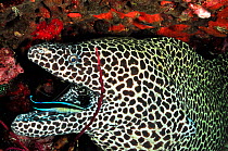 Honeycomb moray (Gymnothorax favagineus) having its mouth cleaned by a common cleanerfish (Labroides dimidiatus), Daymaniyat islands, Oman. Gulf of Oman.