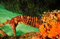 Suez seahorse / Egyptian seahorse (Hippocampus suezensis), Daymaniyat islands, Oman. Gulf of Oman.