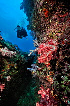Diver swimming over reef covered with soft corals (Dendronephthya), Daymaniyat islands, Oman. Gulf of Oman. October 2010.
