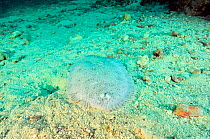 Moses sole (Pardachirus marmoratus) with a spine of sea urchin stuck in body, Daymaniyat islands, Oman. Gulf of Oman.