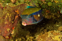 Bluetail trunkfish / boxfish (Ostracion cyanurus), Daymaniyat islands, Oman. Gulf of Oman.