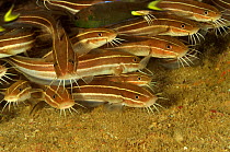 Striped eel catfish (Plotosus lineatus), Daymaniyat islands, Oman. Gulf of Oman.