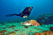 Diver close to a Pharaoh cuttlefish (Sepia pharaonis), Daymaniyat islands, Oman. Gulf of Oman. October 2010.