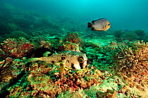 Masked porcupinefish (Diodon liturosus) and a Threespot dascyllus / damselfish (Dascyllus trimaculatus), Daymaniyat islands, Oman. Gulf of Oman.
