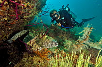 Diver with a honeycomb moray (Gymnothorax favagineus) out of its hole, Daymaniyat islands, Oman. Gulf of Oman. October 2010.