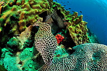 Honeycomb moray (Gymnothorax favagineus) out of its burrow / its hole close to a brain coral (Platygyra lamellina) with another one behind it, Daymaniyat islands, Oman. Gulf of Oman.
