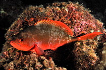 Pacific creolefish (Paranthias colonus) sleeping at night,  Baja California peninsula, Mexico. Sea of Cortez.