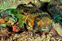 Longspined porcupinefish / balloonfish (Diodon holocanthus) Baja California peninsula, Mexico. Sea of Cortez.