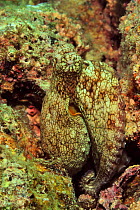 Common reef octopus  (Octopus cyanea) Baja California peninsula, Mexico. Sea of Cortez.