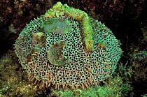 Poisonous sea urchin (Toxopneustes pileolus / roseus)  can be  lethal if touched, Baja California peninsula, Mexico. Sea of Cortez.